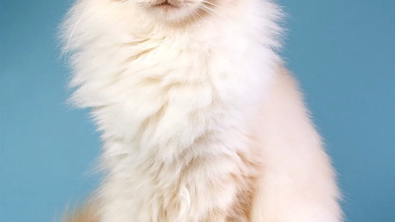 Paw Princess: Cipta Video Templat PixVerse V6
