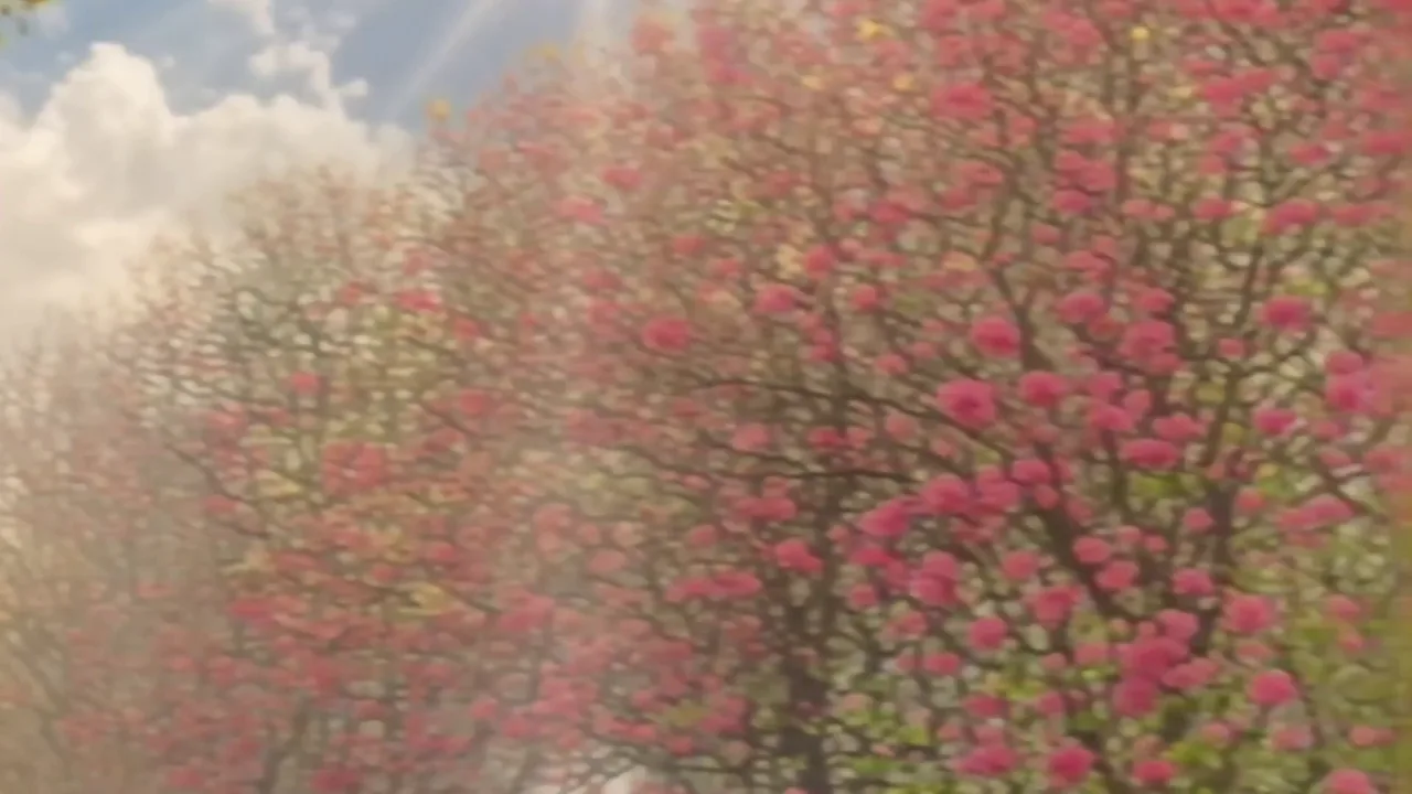 Spring Magic: Buat Video Template PixVerse V5.6